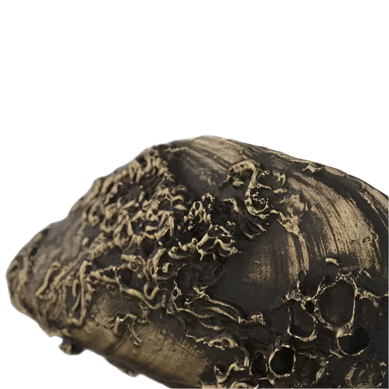 Coral OC2060