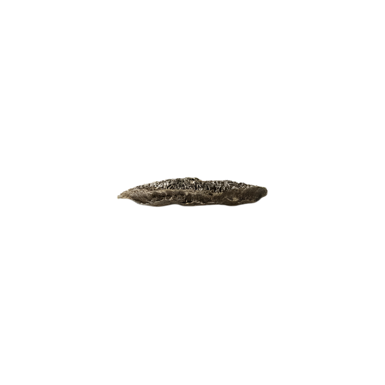 Fungi EA1034