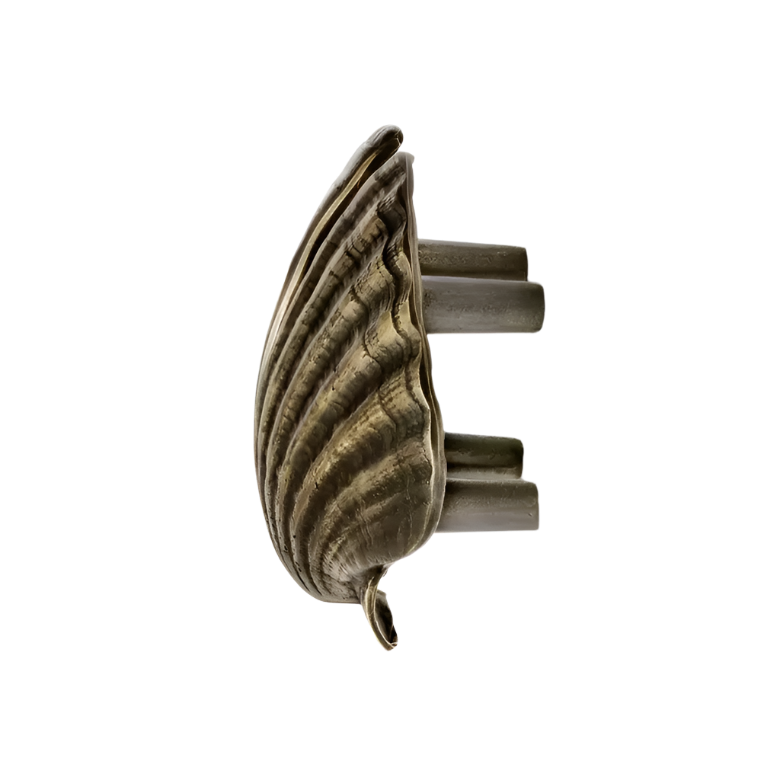 Seashell OC2039