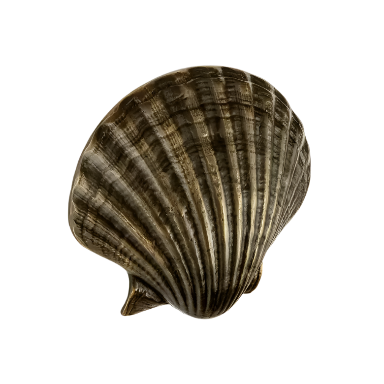 Seashell OC2040