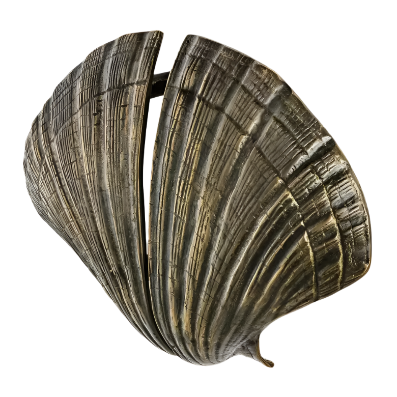 Seashell OC2041