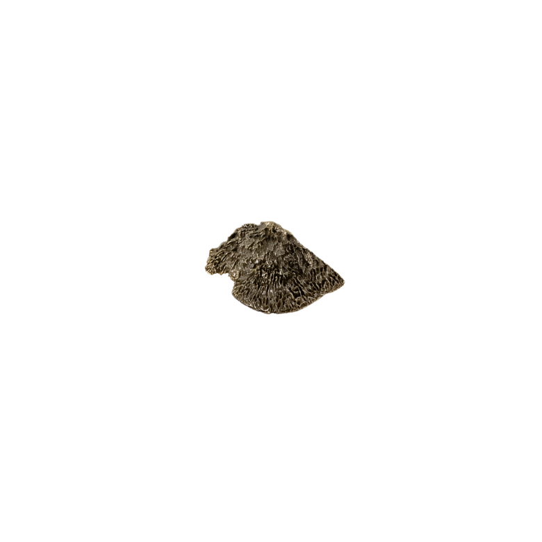Fungi EA1031