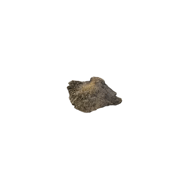 Fungi EA1032