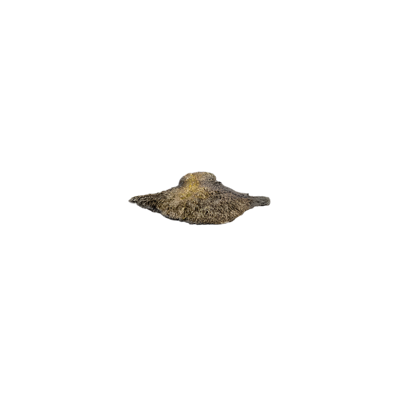 Fungi EA1032