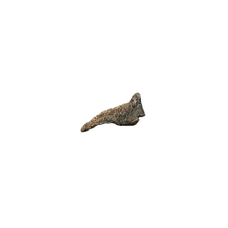 Fungi EA1032