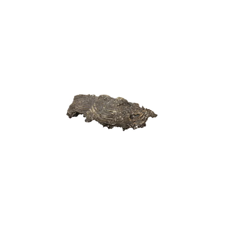 Fungi EA1033