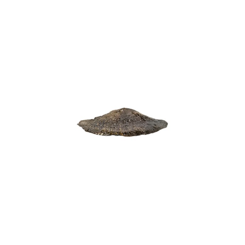 Fungi EA1035