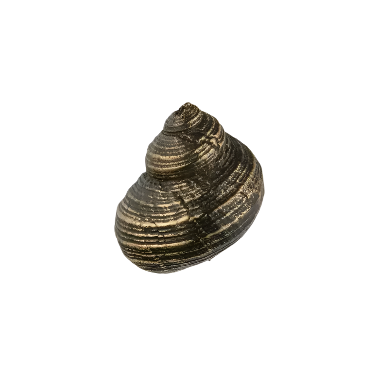 Oceana OC2055