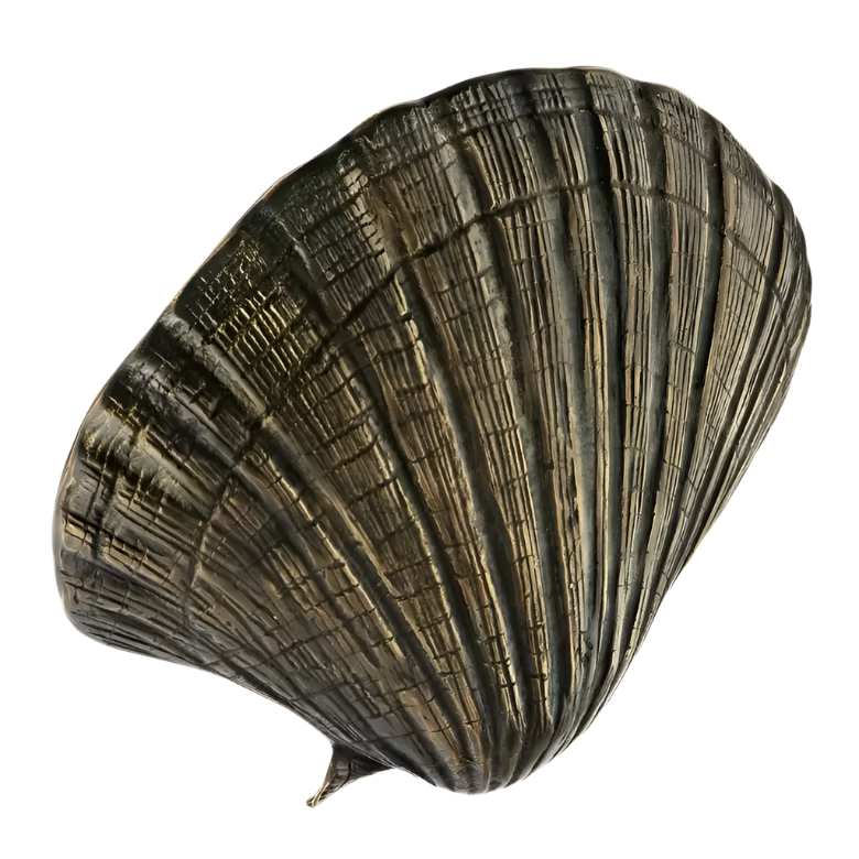 Seashell OC2042